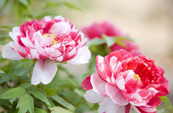 牡丹花哪个品种好?牡丹花的种类和名称 牡丹花哪个品种好?牡丹花的种类和名称