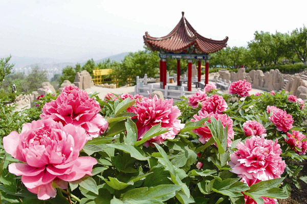 牡丹花哪个品种好?牡丹花的种类和名称 牡丹花哪个品种好?牡丹花的种类和名称