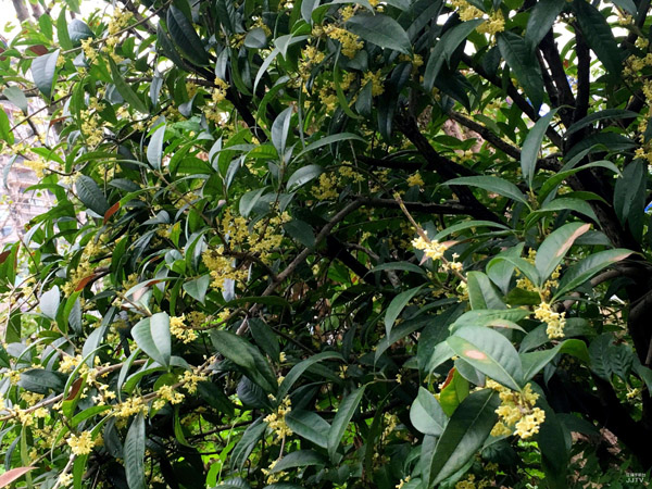 桂花品种有哪些?常见的桂花树品种介绍 桂花品种有哪些?常见的桂花树品种介绍