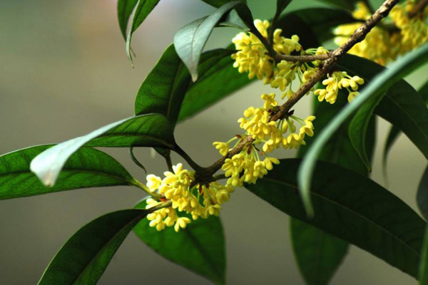 桂花品种有哪些?常见的桂花树品种介绍 桂花品种有哪些?常见的桂花树品种介绍