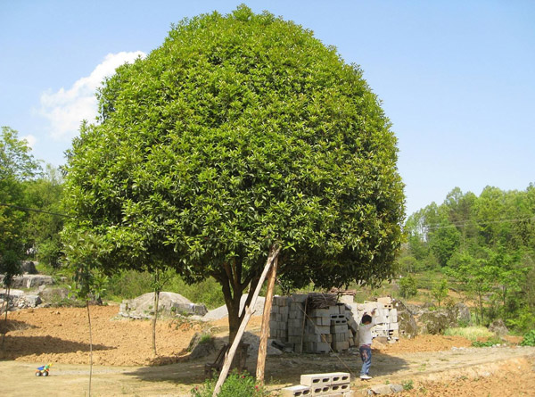 桂花树土壤怎么配?怎样养桂花树? 桂花树土壤怎么配?怎样养桂花树?