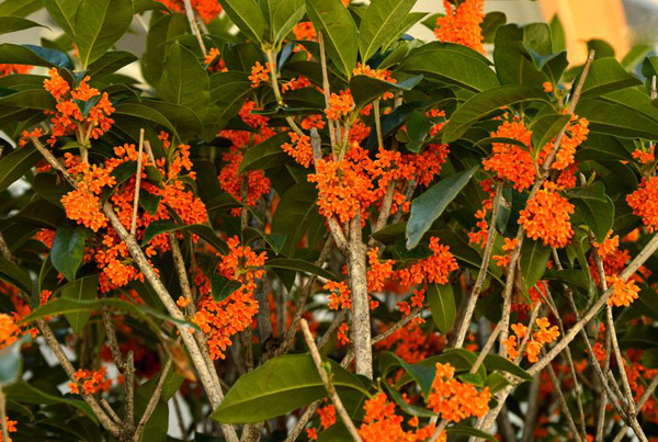 桂花树土壤怎么配?怎样养桂花树? 桂花树土壤怎么配?怎样养桂花树?