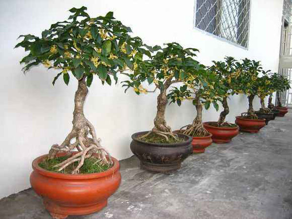 怎样养桂花树盆栽?桂花树室内养殖技巧 怎样养桂花树盆栽?桂花树室内养殖技巧