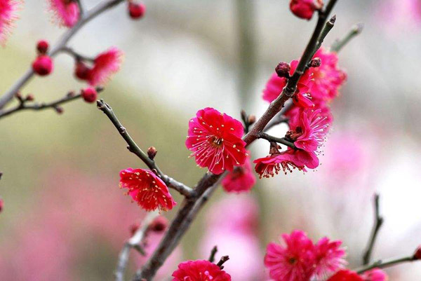 红梅花可以种在院子里吗?庭院红梅种植的讲究 红梅花可以种在院子里吗?庭院红梅种植的讲究