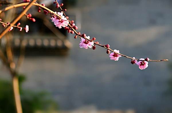 红梅花可以种在院子里吗?庭院红梅种植的讲究 红梅花可以种在院子里吗?庭院红梅种植的讲究