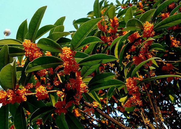 红梅花可以种在院子里吗？庭院红梅种植的讲究