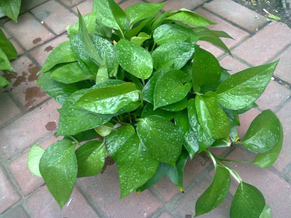 绿萝怎么种植?绿萝土栽的种植方法 绿萝怎么种植?绿萝土栽的种植方法