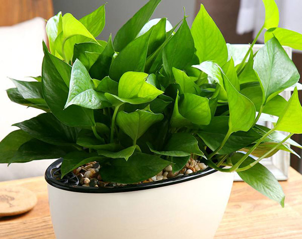 小叶黄杨怎么种植？小叶黄杨种植技术