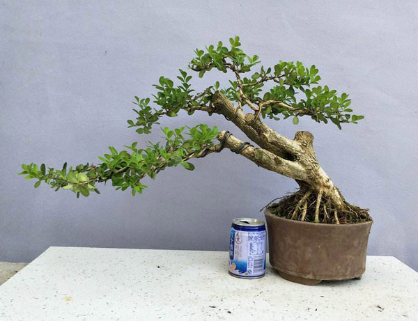 小叶黄杨盆景怎样制作?盆栽小叶黄杨的种植方法 小叶黄杨盆景怎样制作?盆栽小叶黄杨的种植方法