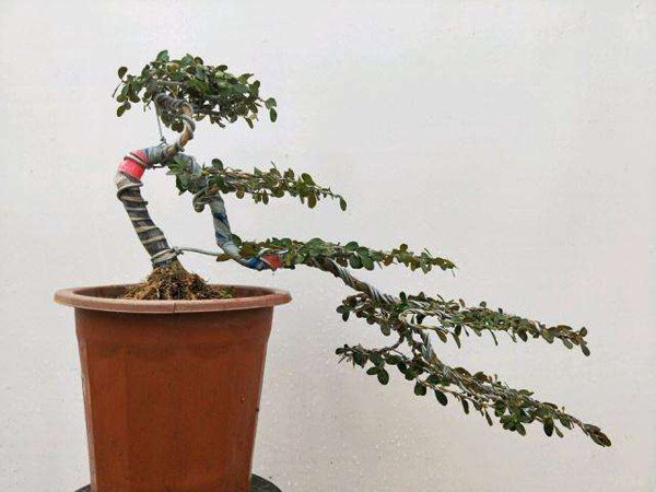 小叶黄杨盆景怎样制作?盆栽小叶黄杨的种植方法 小叶黄杨盆景怎样制作?盆栽小叶黄杨的种植方法