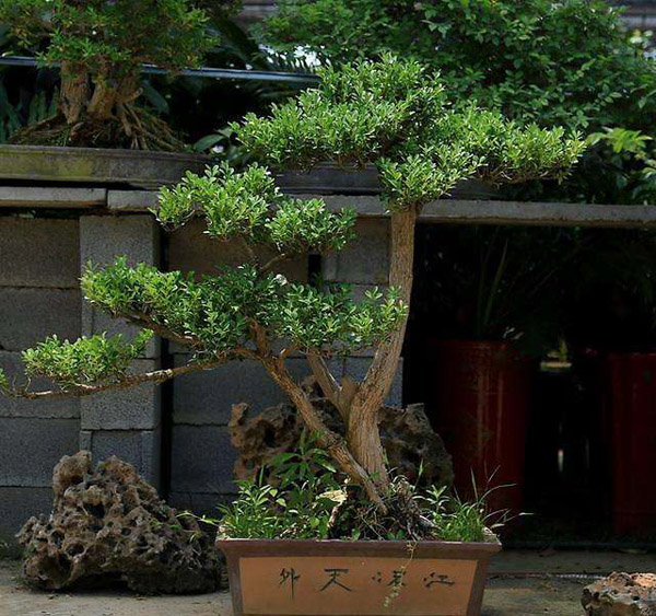 小叶黄杨盆景怎样制作?盆栽小叶黄杨的种植方法 小叶黄杨盆景怎样制作?盆栽小叶黄杨的种植方法