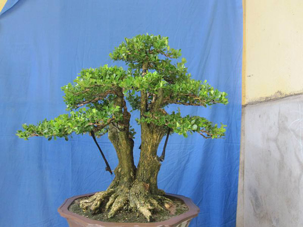 黄杨盆景用什么土种植好?黄杨盆景土配制方法 黄杨盆景用什么土种植好?黄杨盆景土配制方法
