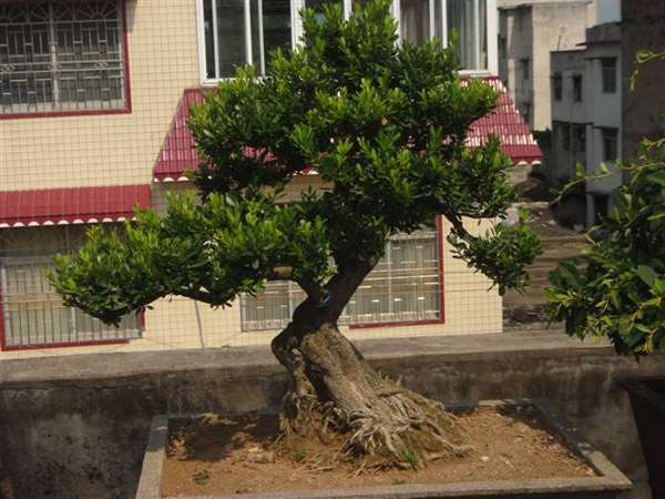 黄杨盆景用什么土种植好?黄杨盆景土配制方法 黄杨盆景用什么土种植好?黄杨盆景土配制方法