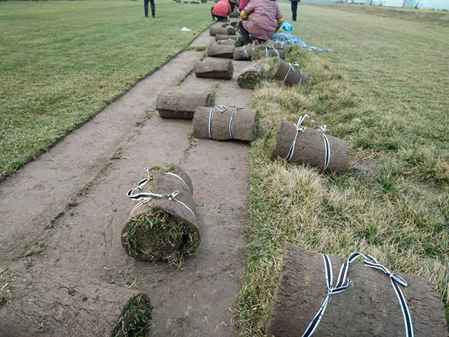 什么时候种草坪好?草坪最佳种植时间和方法 什么时候种草坪好?草坪最佳种植时间和方法