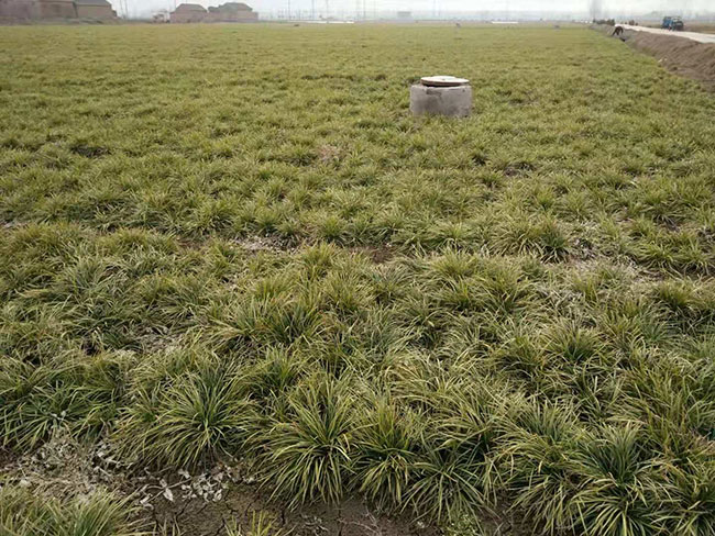 什么时候种草坪好?草坪最佳种植时间和方法 什么时候种草坪好?草坪最佳种植时间和方法