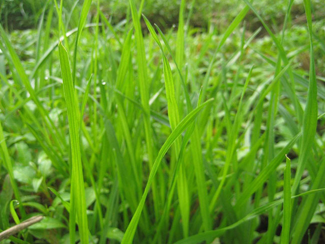 什么时候种草坪好?草坪最佳种植时间和方法