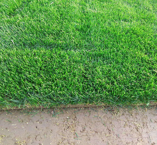 种植草坪一年收几次?一般农田可以种草皮吗?