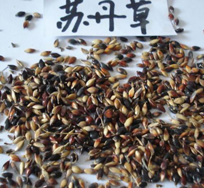 苏丹草几月份播种?苏丹草种植技术和方法 苏丹草几月份播种?苏丹草种植技术和方法