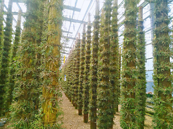 铁皮石斛如何种植?铁皮石斛种植技术 铁皮石斛如何种植?铁皮石斛种植技术