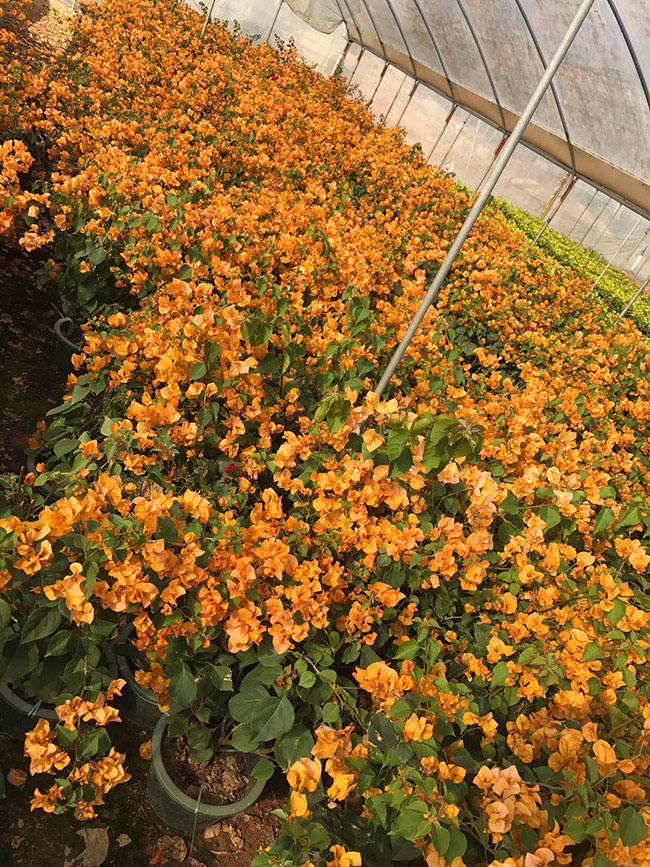大棚三角梅为什么开花这么好？