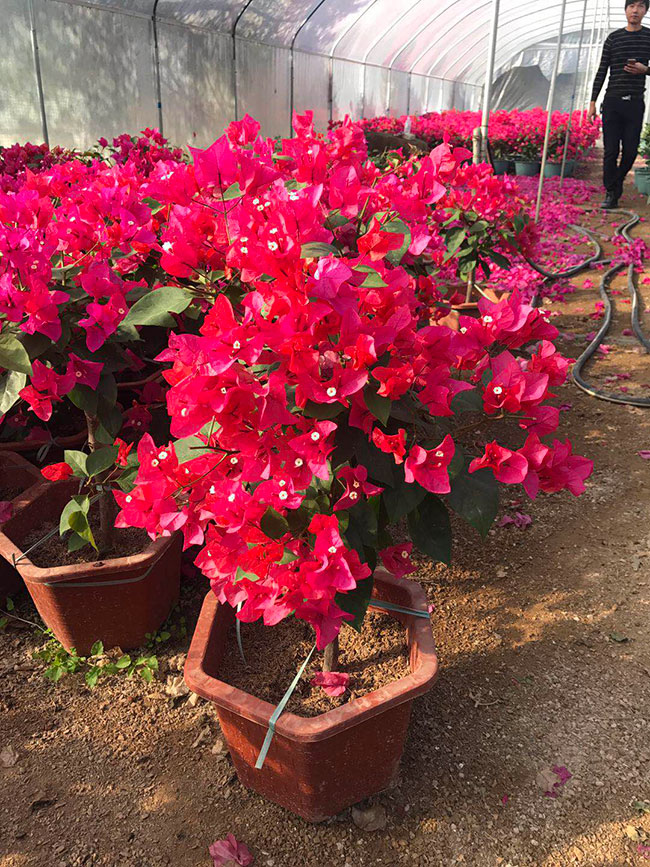 大棚三角梅为什么开花这么好？