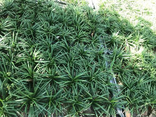 玉龙草草籽怎么播种？玉龙草种子播种方法