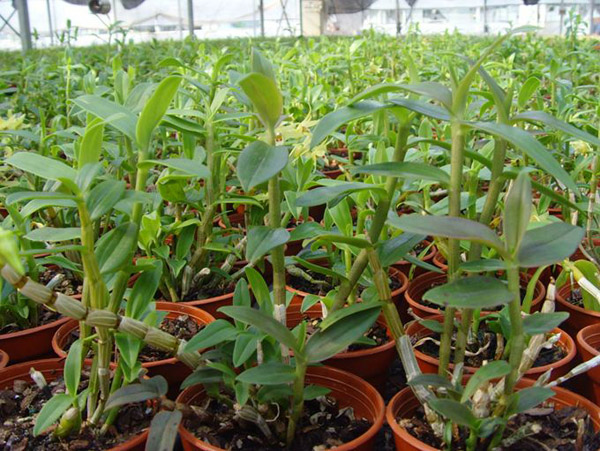 玉龙草草籽怎么播种？玉龙草种子播种方法