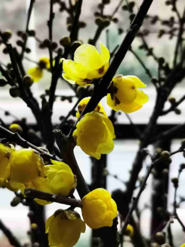 初秋这些花不能修剪,否则一年无花 初秋这些花不能修剪,否则一年无花
