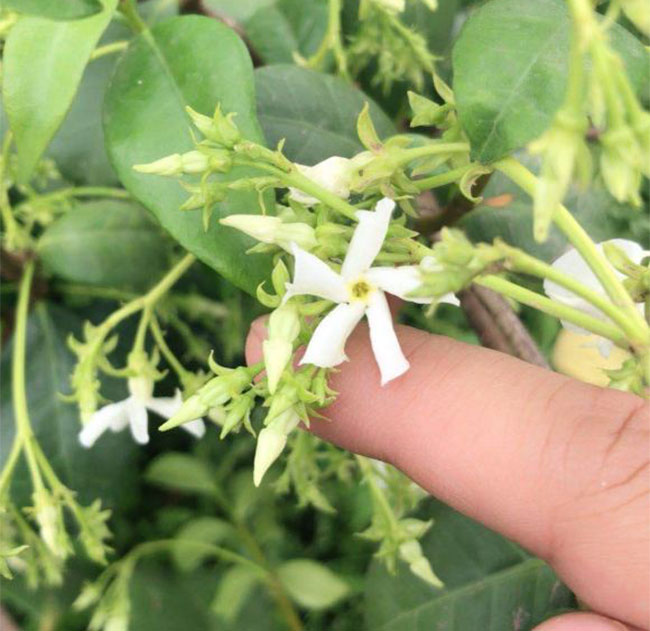 茉莉花 茉莉花