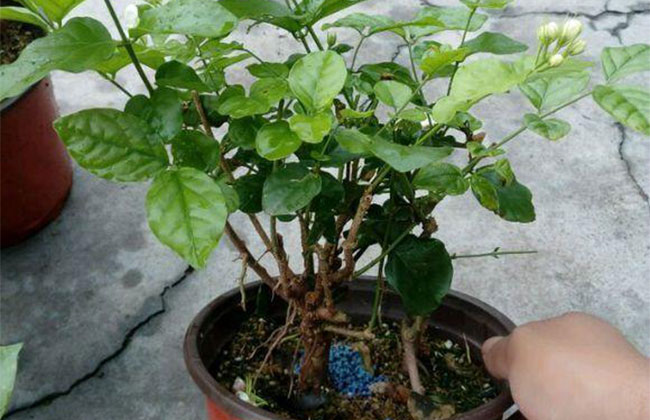 茉莉花 茉莉花