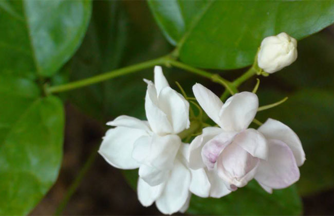 茉莉花 茉莉花