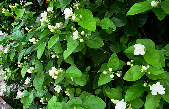 1598235052315524.jpg 茉莉花树10.jpg