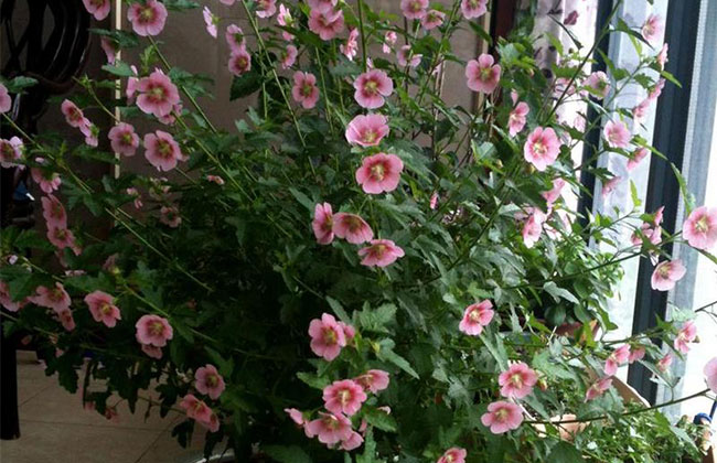 秋天阳台适合种植的花卉 秋天阳台适合种植的花卉