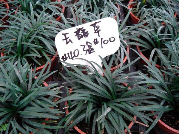 白蝴蝶合果芋怎么养?合果芋的养殖方法