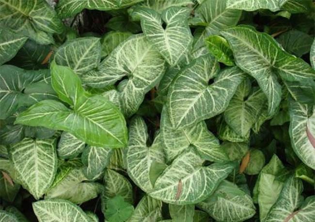 合果芋适合室内养吗?合果芋有毒吗? 合果芋适合室内养吗?合果芋有毒吗?