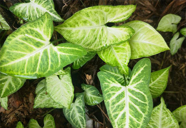 合果芋适合室内养吗?合果芋有毒吗? 合果芋适合室内养吗?合果芋有毒吗?