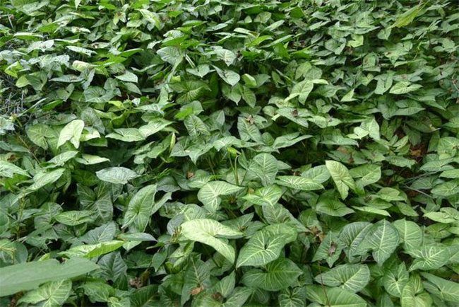 合果芋适合室内养吗?合果芋有毒吗? 合果芋适合室内养吗?合果芋有毒吗?