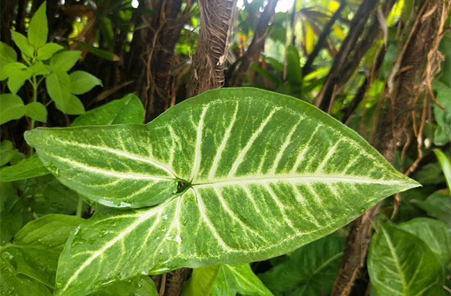合果芋适合室内养吗?合果芋有毒吗? 合果芋适合室内养吗?合果芋有毒吗?