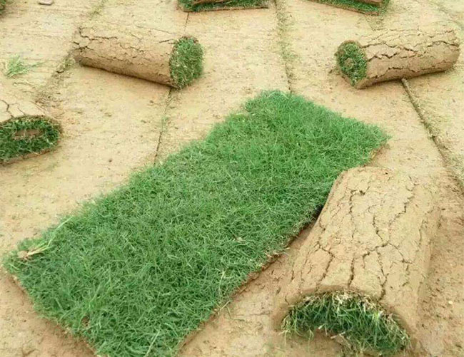 矮生百慕大草怎样种植?矮生百慕大的种植方法