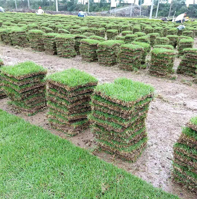 矮生百慕大草怎样种植?矮生百慕大的种植方法