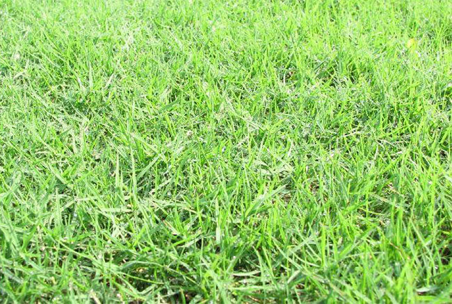 矮生百慕大草怎样种植?矮生百慕大的种植方法