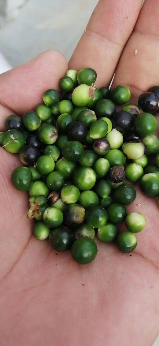 矮麦冬草坪好不好?矮麦冬草坪优缺点 矮麦冬草坪好不好?矮麦冬草坪优缺点
