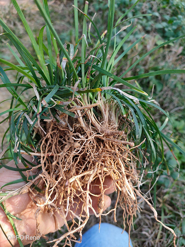 高羊茅种子几月播种?高羊茅草籽播种方法