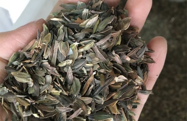 高羊茅种子几月种植?高羊茅种植时间和方法 高羊茅种子几月种植?高羊茅种植时间和方法