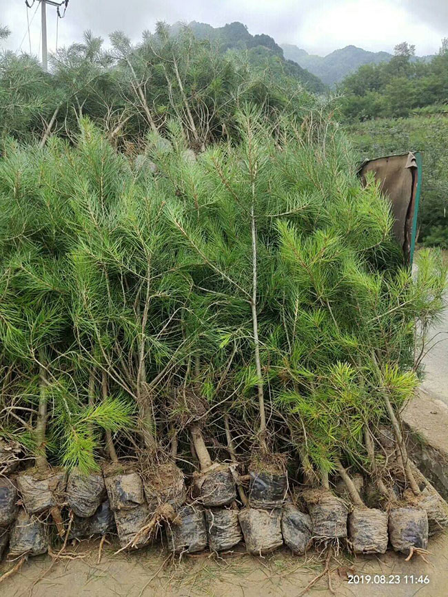 高羊茅种子几月种植?高羊茅种植时间和方法