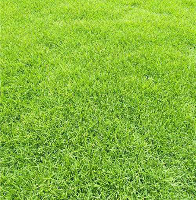 高羊茅应该怎么种植?高羊茅种植技术 高羊茅应该怎么种植?高羊茅种植技术
