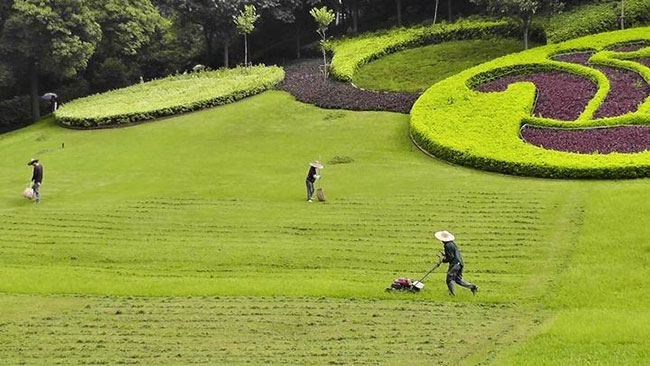 高羊茅适合庭院种植吗?怎样种植高羊茅? 高羊茅适合庭院种植吗?怎样种植高羊茅?