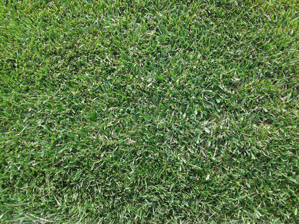 高羊茅草夏天会死吗?高羊茅夏天可以种吗? 高羊茅草夏天会死吗?高羊茅夏天可以种吗?