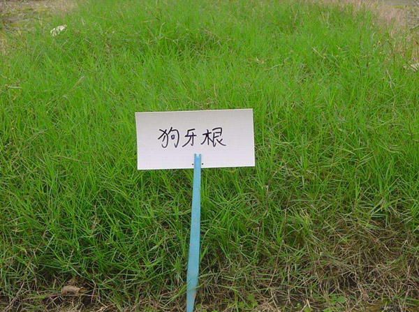 狗牙根草籽什么时候播种?狗牙根草籽播种时间 狗牙根草籽什么时候播种?狗牙根草籽播种时间