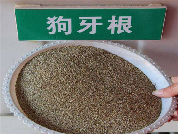 狗牙根草籽怎样播种?狗牙根草籽播种方法 狗牙根草籽怎样播种?狗牙根草籽播种方法